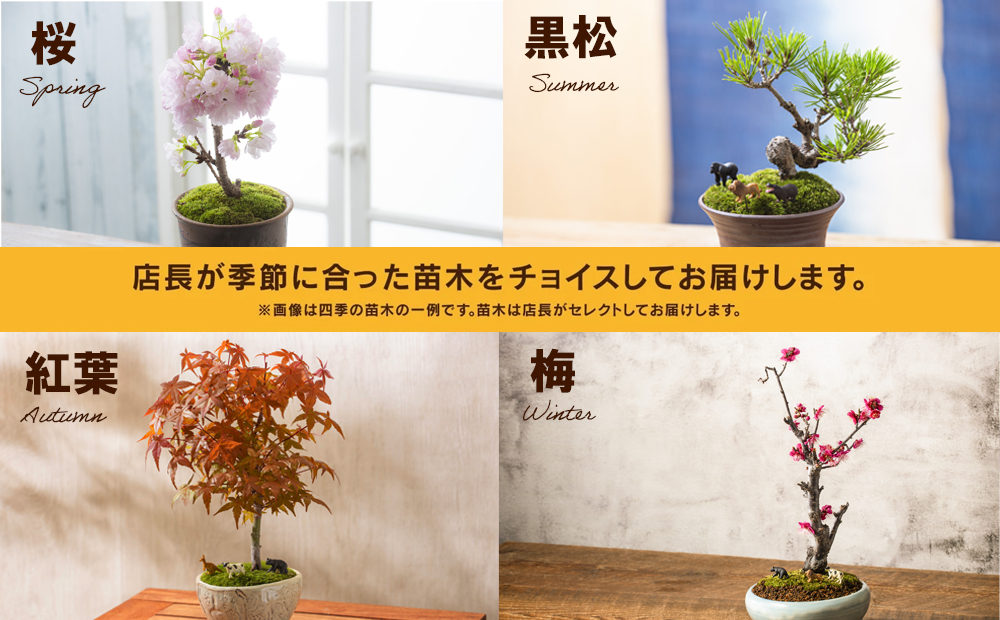 「デスクトップ盆栽」という新提案を四日市から（ミニチュアあり） ミニチュアあり