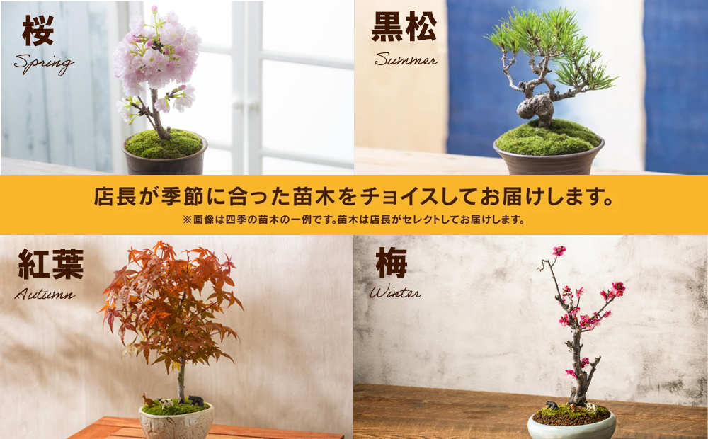 「デスクトップ盆栽」という新提案を四日市から（ミニチュアなし） ミニチュアなし