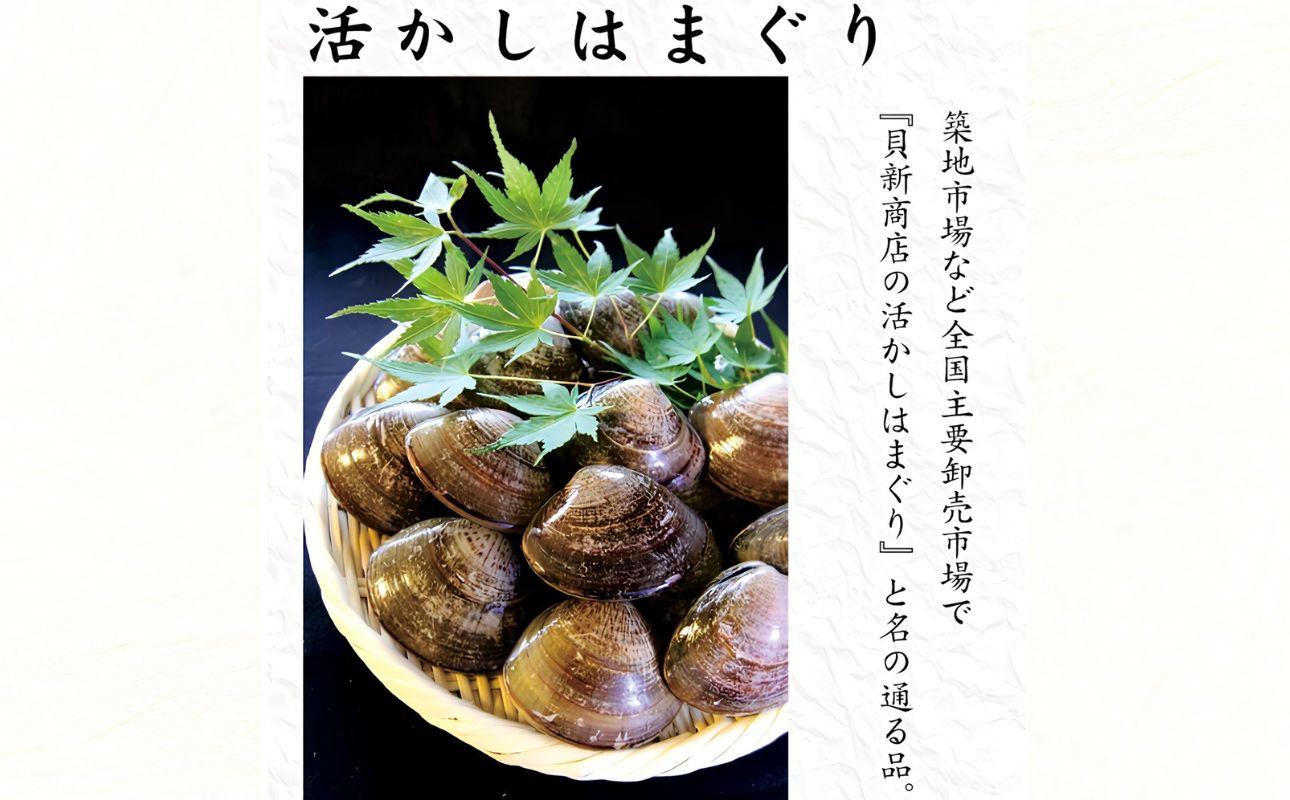 貝新畜養 活かしはまぐり （極上サイズ）2kg 木箱入り