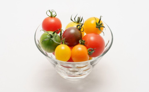 鈴鹿山麓トマト「カラフルミニトマト」箱詰め（4kg入り）【トマト ミニトマト 採れたて 自然 栽培 水耕栽培 野菜 甘い あまい おいしい 美味しい 三重県 四日市市 ふるさと納税】 カラフルミニトマト(4kg)