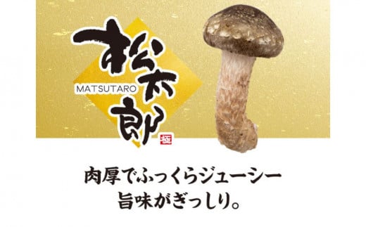 【新しいキノコ　伊勢の国「松太郎」】松太郎ギフト（生詰め合わせ）