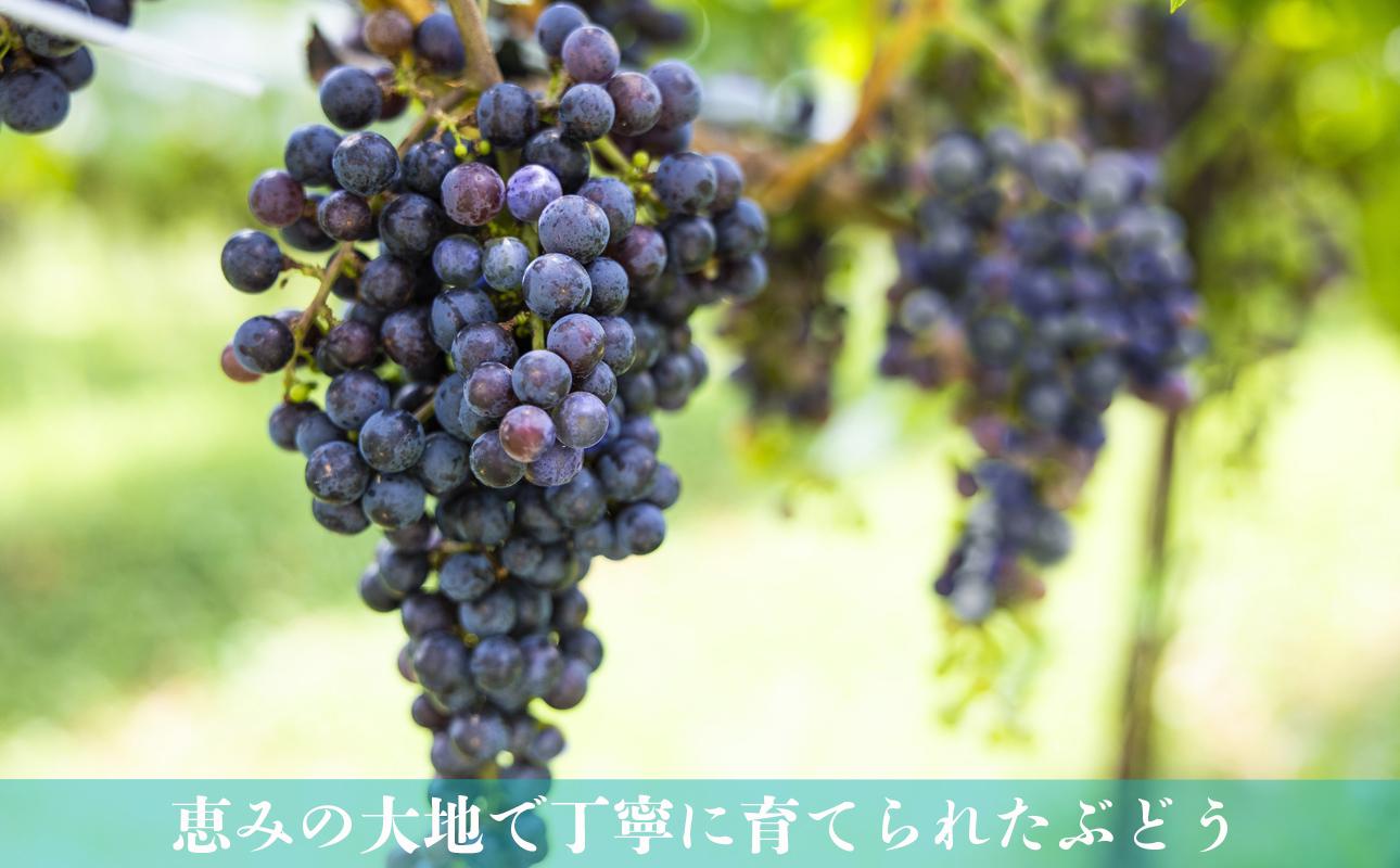 恵みの大地で育った、たわわに実る濃い紫色のぶどう