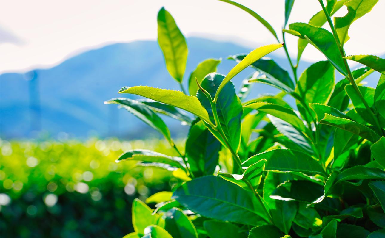 緑鮮やかな茶葉のクローズアップ。山を背にした茶畑風景