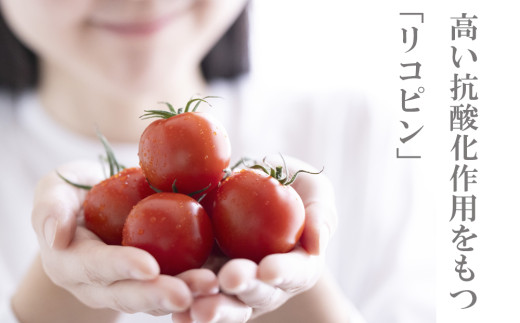 鈴鹿山麓トマト 中玉トマト「レッドオーレ」箱詰め（1.8kg入り）【トマト ミニトマト 採れたて 自然 栽培 水耕栽培 野菜 甘い あまい おいしい 美味しい 三重県 四日市市 ふるさと納税】 レッドオーレ(1.8kg)