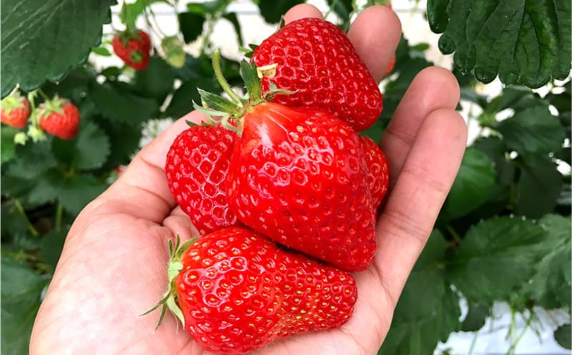 驚くほどの甘さと瑞々しさ！ 大粒苺と自然の力でつくった極上苺酢・愛成ベリー