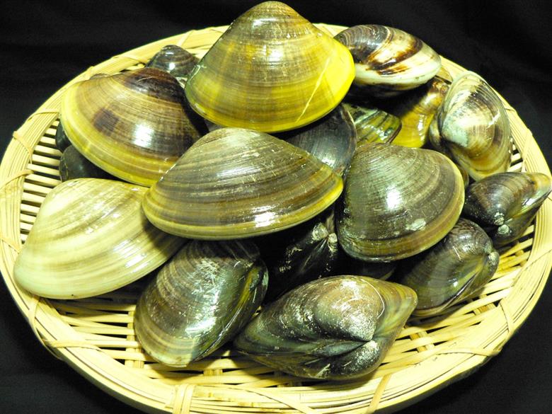 三重県・畜養はまぐり 1kg　ハマグリ　蛤　お吸い物　焼きはまぐり 1kg