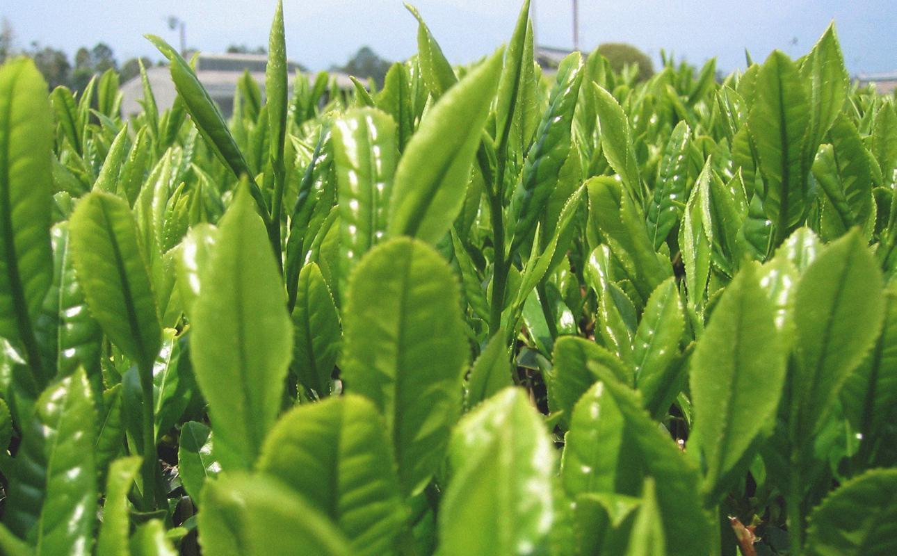 四日市認定地場特産品【泗水十貨店（しすいじっかてん）】濃い抹茶グリーンティ 無糖・有糖各１本　手提げ袋付き 無糖・有糖各１本