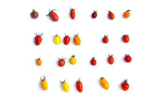 鈴鹿山麓トマト「カラフルミニトマト」箱詰め（1.8kg入り）【トマト ミニトマト 採れたて 自然 栽培 水耕栽培 野菜 甘い あまい おいしい 美味しい 三重県 四日市市 ふるさと納税】 カラフルミニトマト(1.8kg)