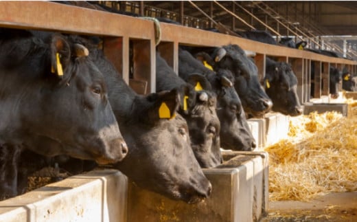 伊勢水沢牛（いせすいざわぎゅう）焼肉用　500g　三重畜産【国産牛 牛肉 お肉 肉 すき焼き しゃぶしゃぶ 三重県 四日市市】