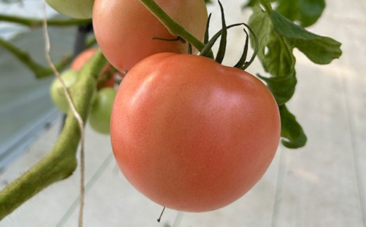 鈴鹿山麓トマト「桃太郎トマト」箱詰め（中箱2kg前後）【トマト ミニトマト 採れたて 自然 栽培 水耕栽培 野菜 甘い あまい おいしい 美味しい 三重県 四日市市 ふるさと納税】 桃太郎トマト(2kg)