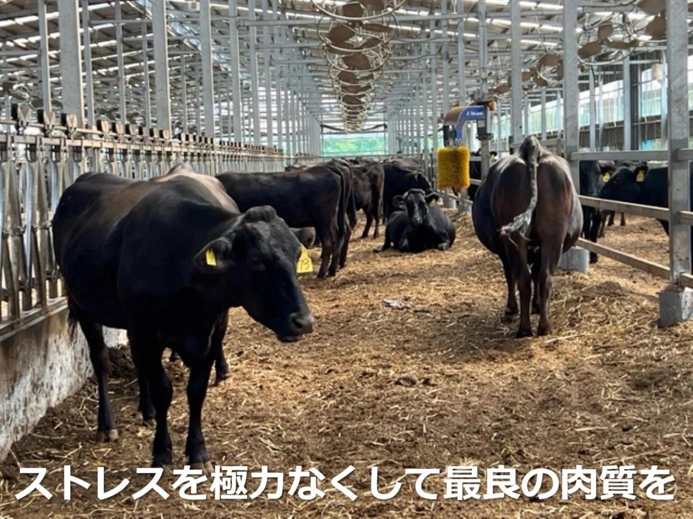 ＜定期便＞松阪牛の品評会で最優秀賞受賞歴のある 加藤牧場の黒毛和牛 ロース・肩ロース 1kg　【６回発送】/ 牛肉　国産牛　黒毛和牛　ロース　肩ロース　肉　上質　人気　おすすめ　三重県 1kg×6回