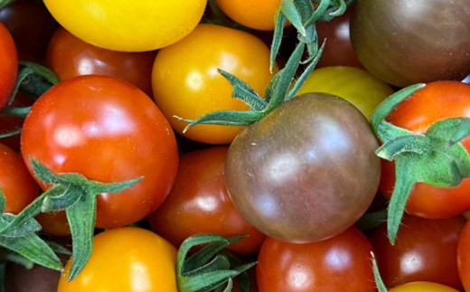 鈴鹿山麓トマト「ハウス桃太郎」、「レッドオーレ」、「カラフルミニ」の3種詰め合わせ（合計2kg入り）【トマト ミニトマト 採れたて 自然 栽培 水耕栽培 野菜 甘い あまい おいしい 美味しい 三重県 四日市市 ふるさと納税】 3種詰め合わせ(2kg)