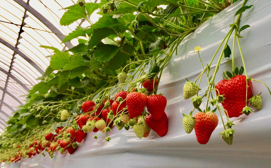 驚くほどの甘さと瑞々しさ！ 大粒苺と自然の力でつくった極上苺酢・愛成ベリー