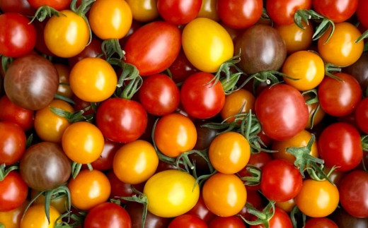 鈴鹿山麓トマト「カラフルミニトマト」箱詰め（4kg入り）【トマト ミニトマト 採れたて 自然 栽培 水耕栽培 野菜 甘い あまい おいしい 美味しい 三重県 四日市市 ふるさと納税】 カラフルミニトマト(4kg)