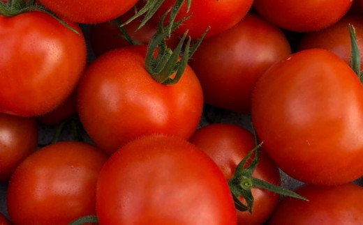 鈴鹿山麓トマト「ハウス桃太郎」、「レッドオーレ」、「カラフルミニ」の3種詰め合わせ（合計2kg入り）【トマト ミニトマト 採れたて 自然 栽培 水耕栽培 野菜 甘い あまい おいしい 美味しい 三重県 四日市市 ふるさと納税】 3種詰め合わせ(2kg)