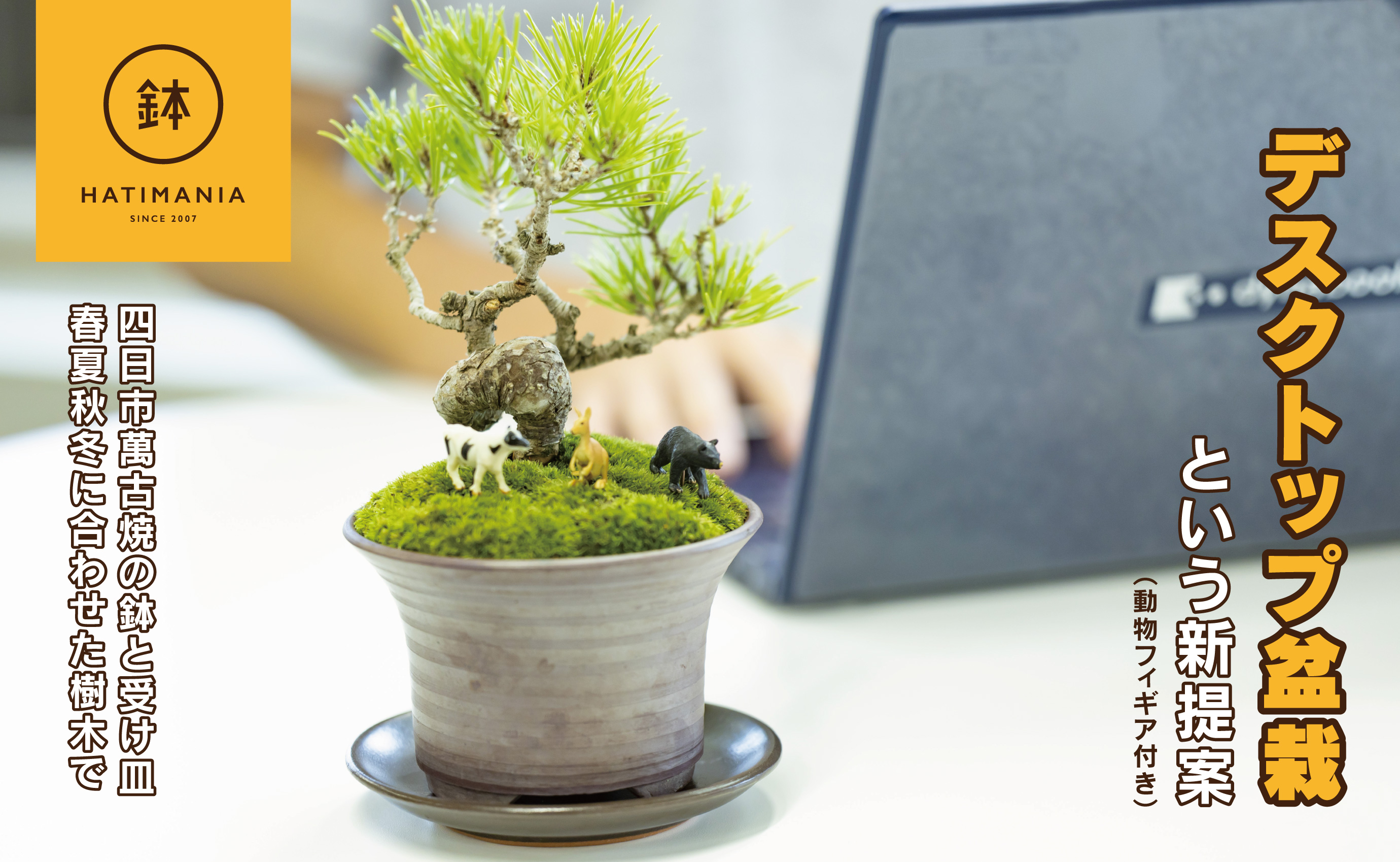 「デスクトップ盆栽」という新提案を四日市から（ミニチュアあり） ミニチュアあり