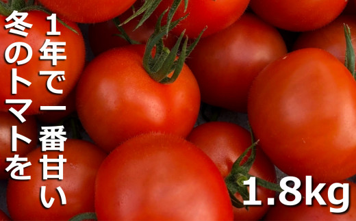 鈴鹿山麓トマト 中玉トマト「レッドオーレ」箱詰め（1.8kg入り）【トマト ミニトマト 採れたて 自然 栽培 水耕栽培 野菜 甘い あまい おいしい 美味しい 三重県 四日市市 ふるさと納税】 レッドオーレ(1.8kg)