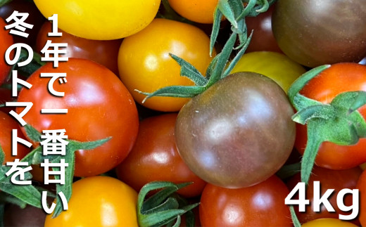 鈴鹿山麓トマト「カラフルミニトマト」箱詰め（4kg入り）【トマト ミニトマト 採れたて 自然 栽培 水耕栽培 野菜 甘い あまい おいしい 美味しい 三重県 四日市市 ふるさと納税】 カラフルミニトマト(4kg)