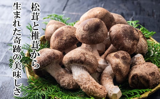 【新しいキノコ　伊勢の国「松太郎」】松太郎ギフト（生詰め合わせ）