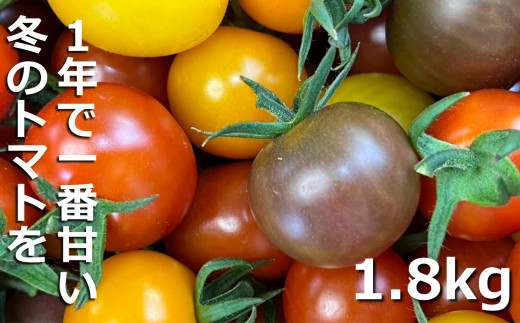 鈴鹿山麓トマト「カラフルミニトマト」箱詰め（1.8kg入り）【トマト ミニトマト 採れたて 自然 栽培 水耕栽培 野菜 甘い あまい おいしい 美味しい 三重県 四日市市 ふるさと納税】 カラフルミニトマト(1.8kg)
