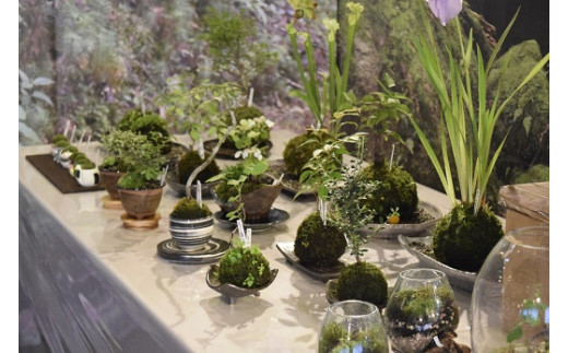 1107おかげ横丁　苔玉作り体験　苔玉作り　苔テラリウム　小さなコケ　苔玉　育て方　観賞　苔玉栽培　苔