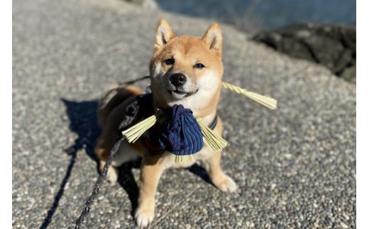 1109愛犬参加　おかげ犬体験　中型犬　おかげ犬　愛犬　体験する　しめ縄首輪　おかげ犬体験　愛犬参加型　愛犬と行くおかげ横丁　犬連れ