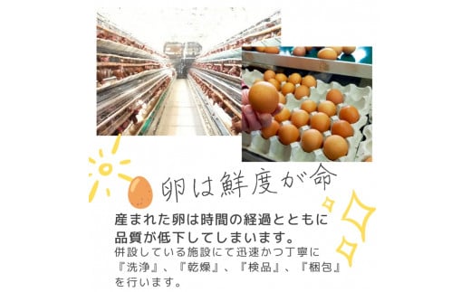 1522 こだわり 自慢のたまご 美食卵 120個 伊勢産 野呂養鶏場 ふるさと納税 玉子 国産 新鮮 濃厚 たまご 卵 生卵 とれたて 卵かけごはん TKG お取り寄せ グルメ 伊勢志摩 三重県 伊勢市