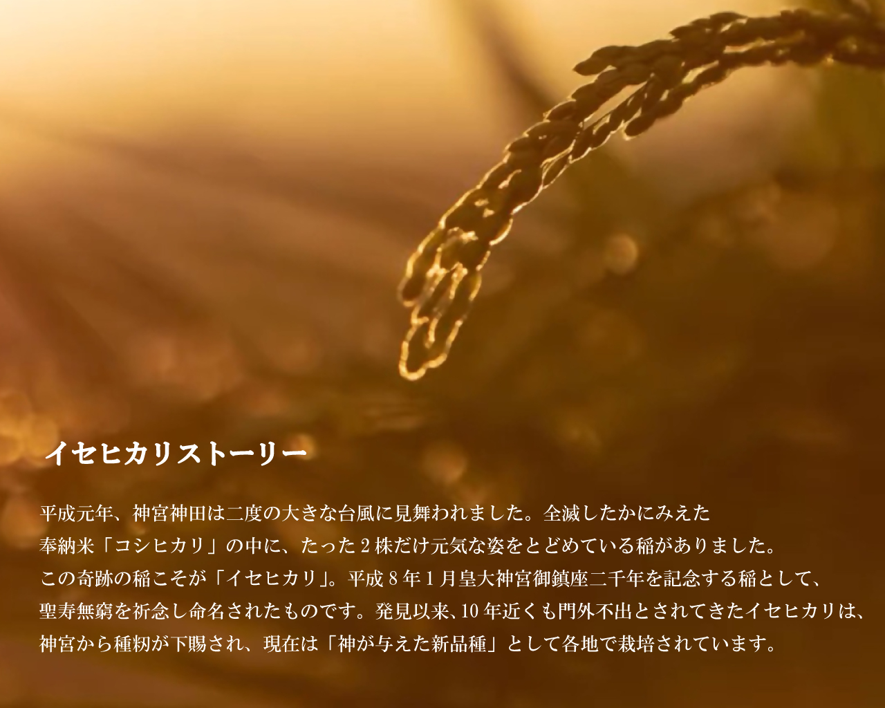 2019 お伊勢さんの縁起米イセヒカリ 2kg 米 イセヒカリ 奇跡の米