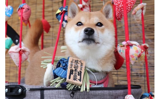 1108愛犬参加　おかげ犬体験　大型犬　おかげ犬体験　大型犬　おかげ犬　愛犬　体験する　しめ縄首輪　おかげ犬体験　愛犬参加型　愛犬と行くおかげ横丁　犬連れ