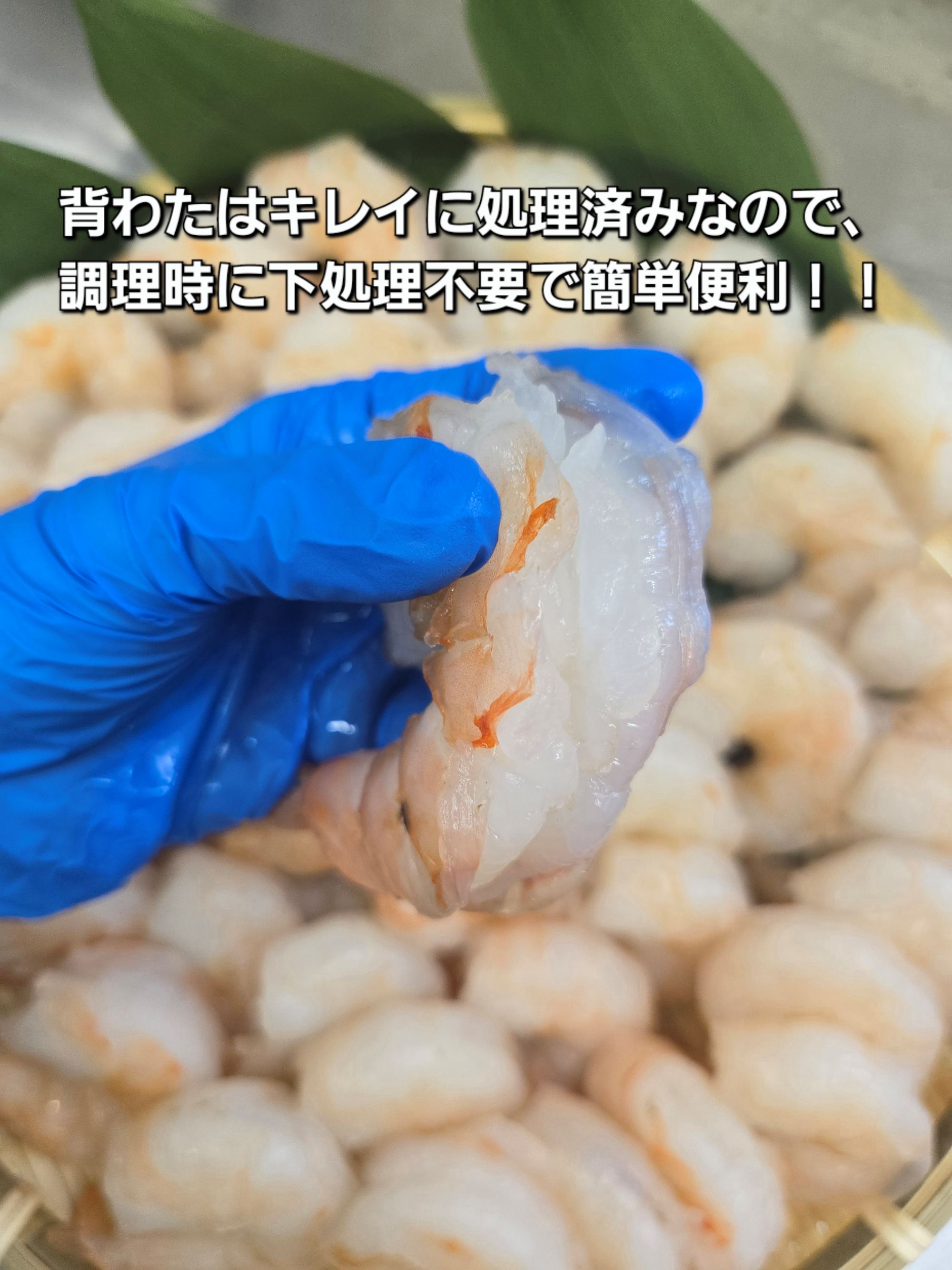 1809　伊勢で加工した(養殖）大粒むきえび1Kg袋×2セット　背ワタ無し プリプリ ブリブリ 冷凍 お弁当 おかず 魚介類 三重県 伊勢市 下処理不要 海鮮 大容量 時短