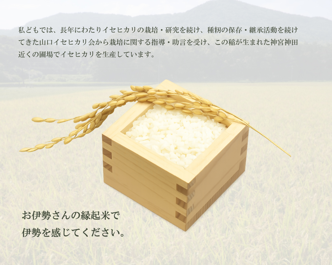 2018 お伊勢さんの縁起米イセヒカリ 5kg　米 イセヒカリ 奇跡の米