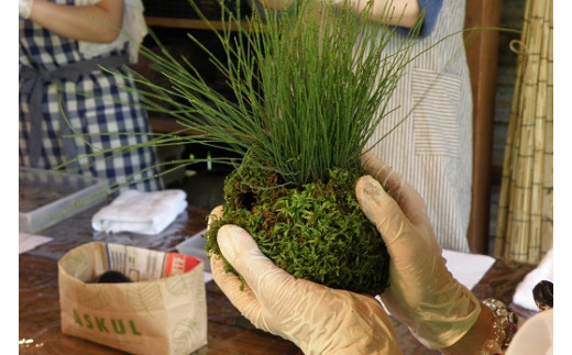 1107おかげ横丁　苔玉作り体験　苔玉作り　苔テラリウム　小さなコケ　苔玉　育て方　観賞　苔玉栽培　苔