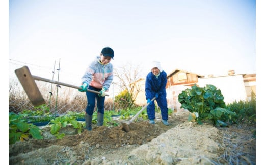 1253無添加ばぁばの干しいも　50袋セット　おやつ 健康 プレゼント スポーツ 伝統