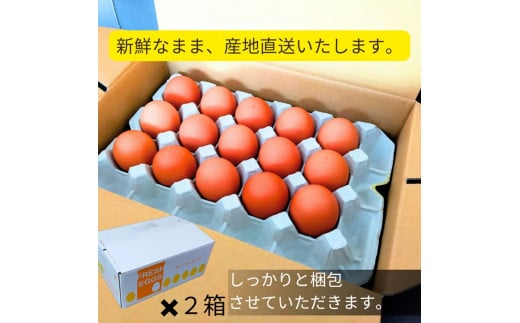 1521 こだわり 自慢のたまご 美食卵 60個 伊勢産 野呂養鶏場 ふるさと納税 玉子 国産 新鮮 濃厚 たまご 卵 生卵 とれたて 卵かけごはん TKG お取り寄せ グルメ 伊勢志摩 三重県 伊勢市