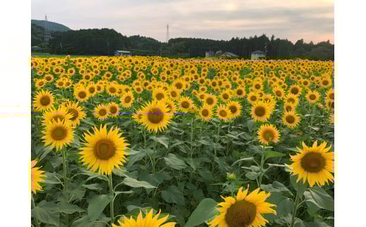 1542　電気自動車（C＋Pod車）で行く、伊勢神宮・二見・朝熊天空のポスト巡り　レンタカー　伊勢市　伊勢市駅　駅近　EV車　電気　自動車　移動　観光　伊勢志摩　二見　伊勢神宮　内宮　外宮　猿田彦神社　天空のポスト　穴場スポット