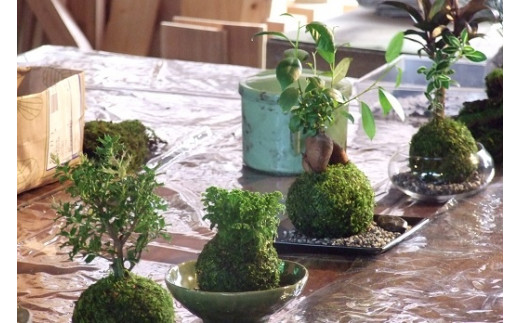 1107おかげ横丁　苔玉作り体験　苔玉作り　苔テラリウム　小さなコケ　苔玉　育て方　観賞　苔玉栽培　苔