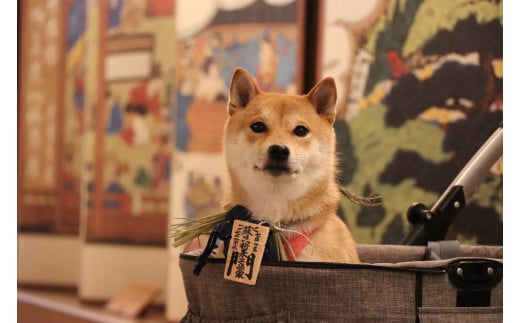 1108愛犬参加　おかげ犬体験　大型犬　おかげ犬体験　大型犬　おかげ犬　愛犬　体験する　しめ縄首輪　おかげ犬体験　愛犬参加型　愛犬と行くおかげ横丁　犬連れ