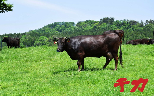 【9.5-2】松阪牛厚切りステーキ３００ｇ×２