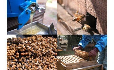 【002206】国産はちみつ3本セット