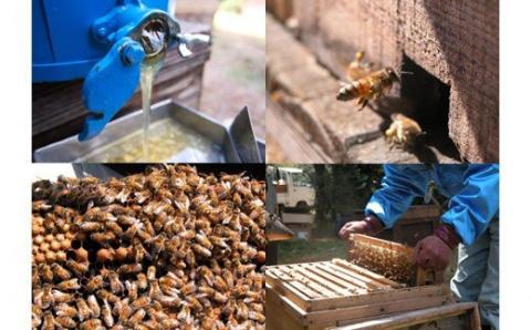 【3-13】蜜匠1000g2種セット