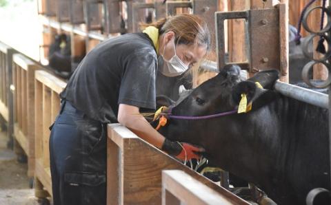 【1500-1】松阪牛　1頭分　～牛タンからシャトーブリアンまで余すことなくお届けします～