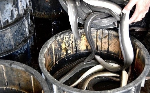 【1.3-1】うなぎ松岡　蒲焼1本【限定20点／月】