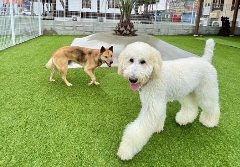 【1-392】ペットホテル利用券3,000円分