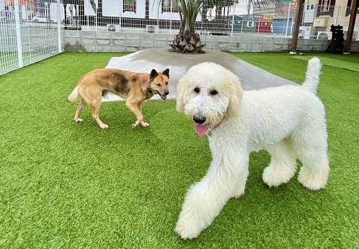 【1.7-14】ペットホテル利用券5,000円分