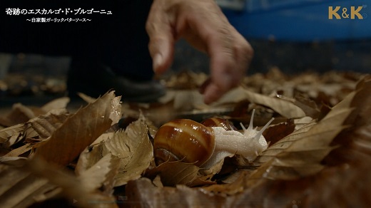 【1.8-5】缶つま極　三重県産エスカルゴ・ド・ブルゴーニュ
