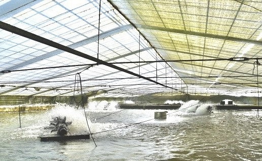 【1.3-1】うなぎ松岡　蒲焼1本【限定20点／月】