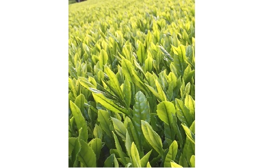 【1-428】深蒸し茶ﾃｨｰﾊﾞｯｸﾞセット KT-3