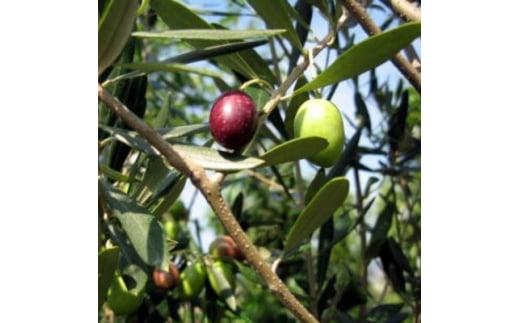 オリーブの木　品種ミッション オリーブの苗木 7号(21cm) ポット (ガーデニング用)