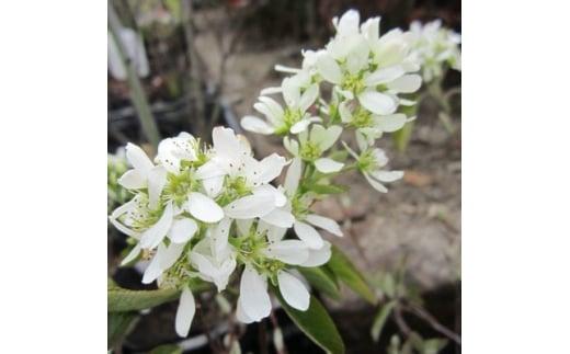 有望品種　矮性ジューンベリー《リージェント》　(庭木・果樹)