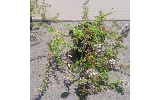 緑の力で地球を元気に!【タイム・ロンギカウリス】9cmポット　15鉢セット 　